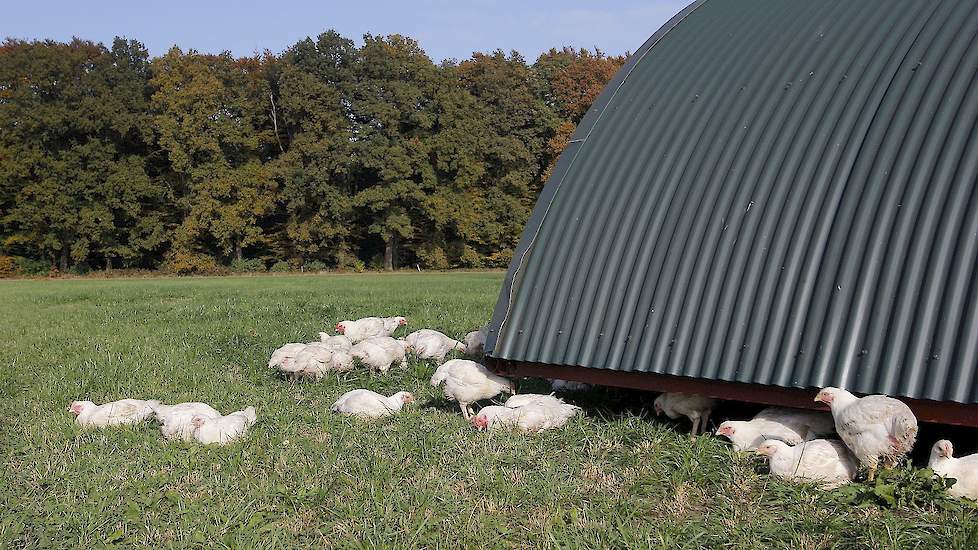 Bloemendal verwacht dat zijn concept kan groeien. „Als er meer vraag naar Pure Graze-kip komt, gaan we op zoek naar andere pluimveehouders die ook op onze manier vleeskuikens willen houden. Dat is nu nog niet aan de orde, maar wellicht volgend jaar wel.”