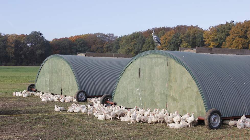 Lees aanstaande donderdag 8 december in vakblad Pluimveeweb het uigebreide artikel over hun ervaringen met Pure Graze-vleeskuikens.