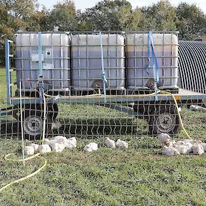 Het water voor de kuikens zit opgeslagen in grote kunststof tanks.