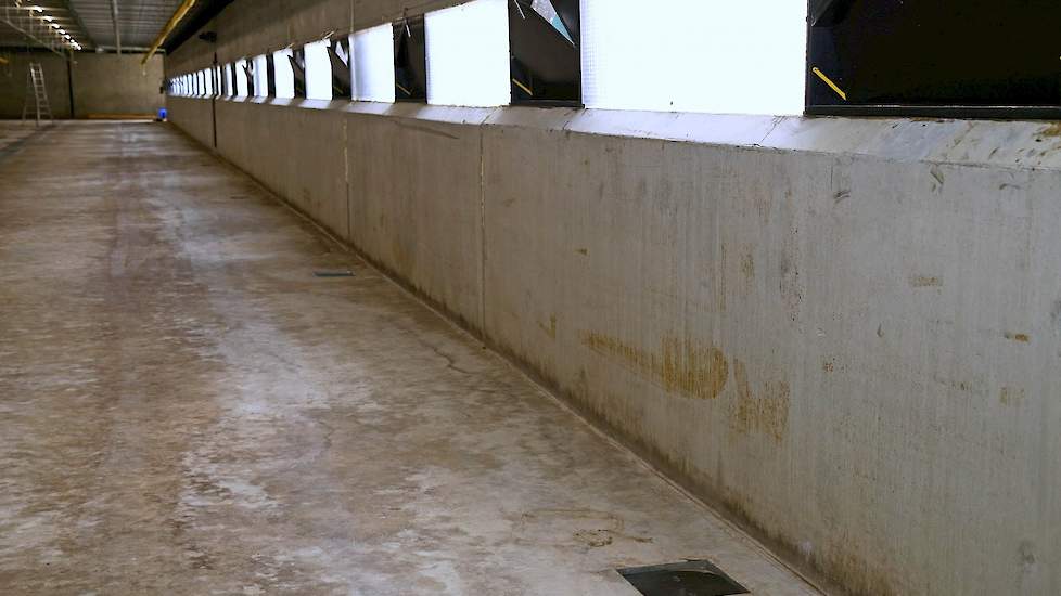 Aan één zijde van ieder stalgedeelte zitten putjes voor de afvoer van het water tijdens het schoonspuiten van de stal.