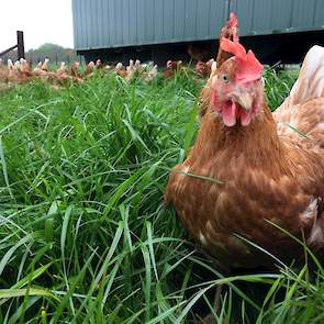 Na het opheffen van de ophokplicht op woensdag 19 april scharrelen de leghennen vrijdag 21 april in het hoge gras buiten rondom de stal.