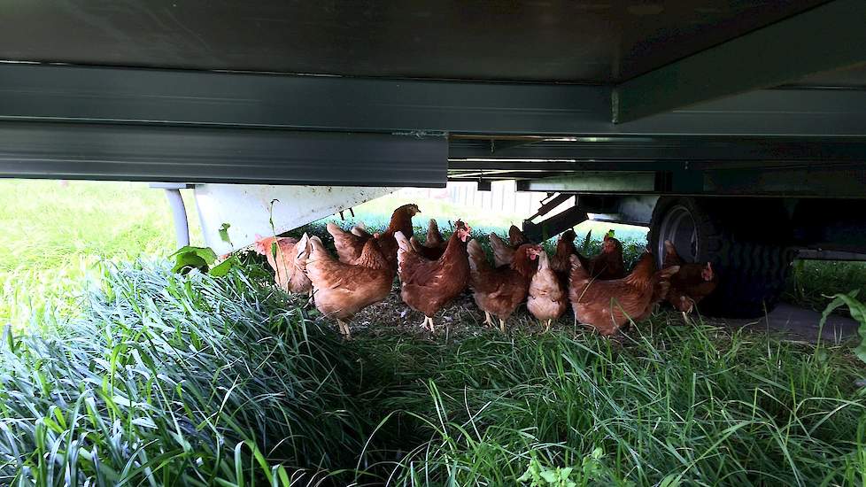 „Onder de mobiele stal kunnen de hennen prima schuilen”, vertelt Sieljes. Hij maakte drie kippenrennen van ieder 1.800 vierkante meter. „Zo gauw de kippen het gras op hebben, verplaatsen we ze naar een andere ren. Aangezien er zo altijd gras in de ren sta