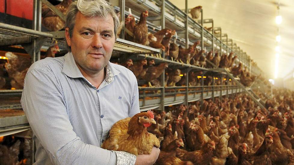 Wim Klaassen tussen de 21-weekse hennen in zijn nieuwste volièrestal uit 2012. Vlak voor de komst van de nieuwe hennen liet hij deze stal behandelen tegen bloedluizen. Ruim negen maanden geleden liet hij voor het eerst één van zijn volièrestallen behandel