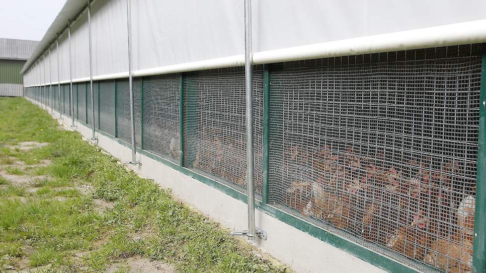 Met het witte doek kan Vonk in de winter kou tegenhouden. De pluimveehouder ziet niets in onoverdekte uitloop. „Dat is vragen om ziekte insleep.” Vonk werkte vroeger bij een opfokbedrijf van vleeskuikenouderdieren. „De eigenaar van dat bedrijf was altijd