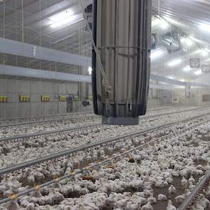 Een overzicht in de stal van vleeskuikenhouder Theo Snetselaar: in totaal 8 PMX units, verdeeld over 2 rijen (foto: Kees van Dooren, Boerderij)