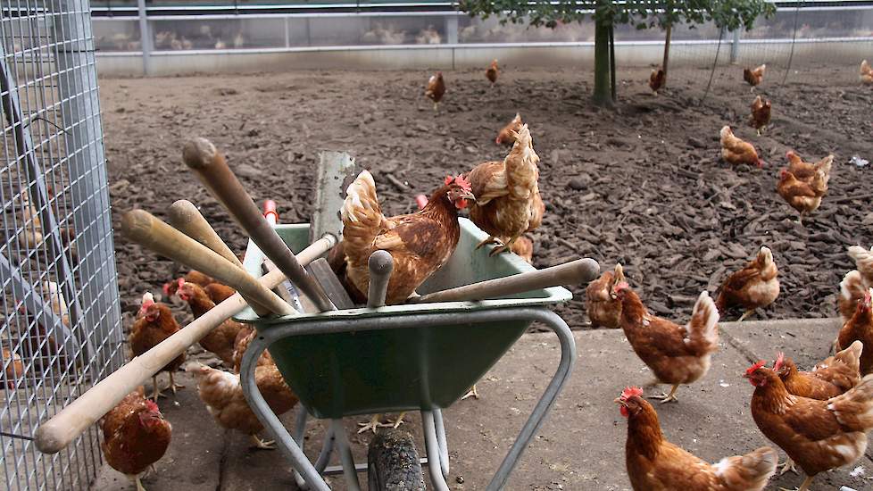 De kippen in de uitloop zijn nu 43 weken en zijn eind april behandeld.