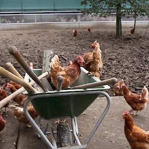 De kippen in de uitloop zijn nu 43 weken en zijn eind april behandeld.