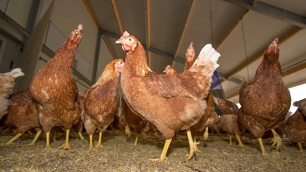 De pluimveehouder houdt nu voor het eerst allemaal onbehandelde hennen. Kort na opzet van de dieren in november, hebben de hennen nog een prachtig verenkleed.