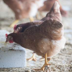 Naast luzerne balen werkt Lagerweij ook met pikblokken.