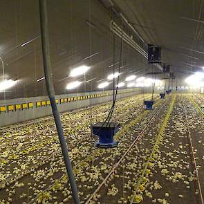 Hun nieuwste vleeskuikenstal is gebouwd in 2012. Rona houdt hier 47.000 vleeskuikens. „De stal is vergund voor 50.000 vleeskuikens, maar na twee rondes zijn we terug gegaan in bezetting. Dat bevalt ons beter”, zegt Rona. De familie zet 22 kuikens per vier