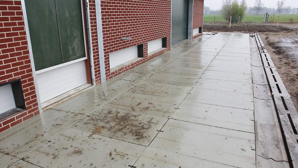 De betonplaten naast de overdekte uitloop van de stal zorgen ervoor dat de hennen geen vuil meenemen in de stal. Volgens IKB regels is het verplicht om drie meter naast de stal te verharden.