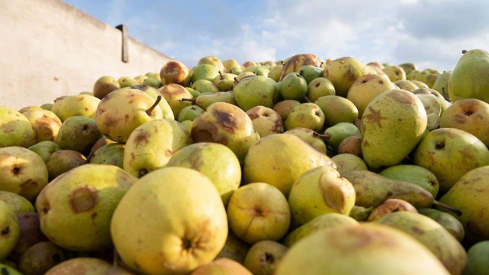 De melkveehouder uit Zelhem geeft toe dat het bijzonder is. „Jammer en raar, want eigenlijk is dit fruit natuurlijk niet geoogst om aan de koeien te voeren”, zegt hij. Maar ondanks dat doen zijn 200 koeien het er prima op. Evers mengt zo’n 1.000 kilo pere