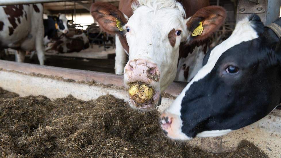 „Ik moet altijd voer aankopen. Zo koop ik jaarlijks zo’n 15 hectare maïs aan. Toen de voervoorlichter van veevoerbedrijf Essink uit Halle me belde met de vraag of ik interesse had in peren, hoefde ik niet lang na te denken. Ik betaal bijna alleen de trans