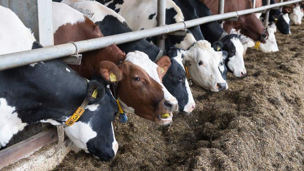 Nog belangrijker vindt hij de smakelijkheid van de peren. „De koeien zijn er gek op. Het kan echt geen kwaad. En een beetje vocht erbij in het rantsoen is alleen maar goed. En in productie en gehalten merk ik tot nu toe nauwelijks verschil.”