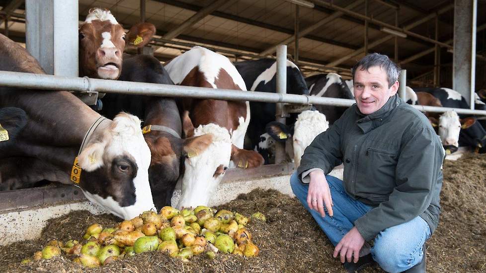 Evers voerde al eerder ‘ongewone’ producten in het rantsoen voor zijn koeien. Zo waren dat al eens wortels en afgelopen jaar voegde hij aardappelen toe in de voermengwagen. „Ik heb daarmee kunnen besparen op de aankoop van maïs. De aardappelen waren goedk