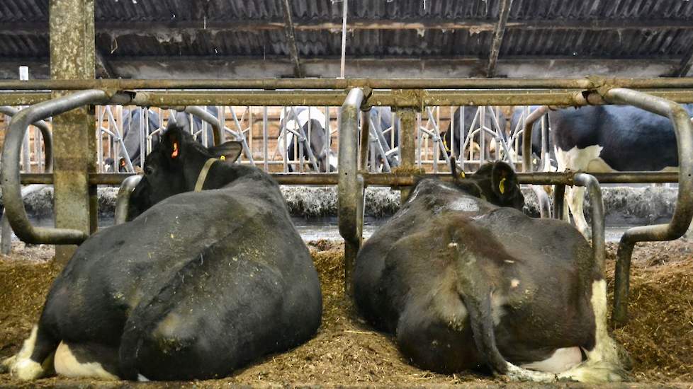 Iets wat de biologische veehouder al jaren toepast: paardenmest in de diepstrooiselboxen. Dat is niet alleen goedkoop en comfortabel, maar dient ook nog een ander doel: ,,Op die manier prikkel ik de koeien met andersoortige bacteriën. Dat stimuleert het n