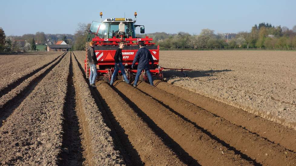 De opgebouwde ruggen op deze grond zijn volgens Thur helemaal vrij van kluiten. „Daardoor heb je ook minder luchtbellen in de ruggen en dat vermindert weer de kans op afsterven van de jonge knollen.”