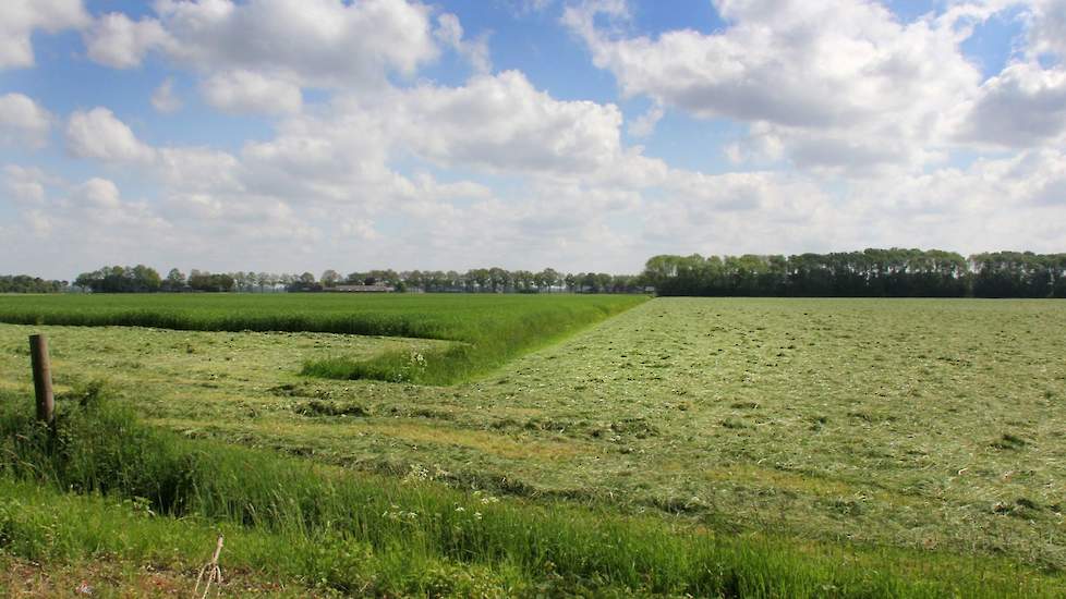 De biologische triticale blijft staan om als gps in te kuilen begin juli. Er is overigens ook nog een kleine 10 hectare raaigras voor de tweede keer gemaaid, dit gaat bij op de kuil maar „telt nauwelijks mee”.