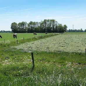 Op de huiskavel is maar één perceel gemaaid om te oogsten voor de winter. Een ander stuk, waar de 100 melkkoeien liepen, is alleen even vlak gemaaid. Er kwam slechts één ronde baal af, wat onderstreept hoe „extreem smakelijk het gras nu is om te weiden”.