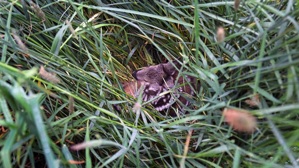 Gevonden! Goed verstopt in het lange gras ligt een prachtig reekalf van amper drie dagen oud.