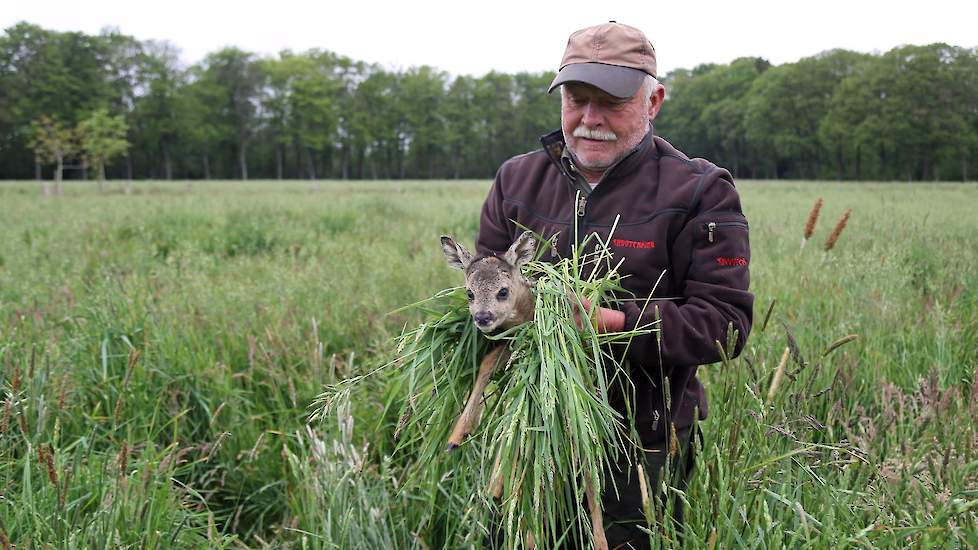 Met heel veel gras om het kalfje om mensengeur te vermijden pakt Henk Lamers het reejong op en brengt het naar de rand van het naastgelegen bos.