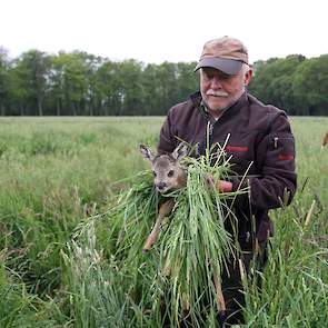 Met heel veel gras om het kalfje om mensengeur te vermijden pakt Henk Lamers het reejong op en brengt het naar de rand van het naastgelegen bos.