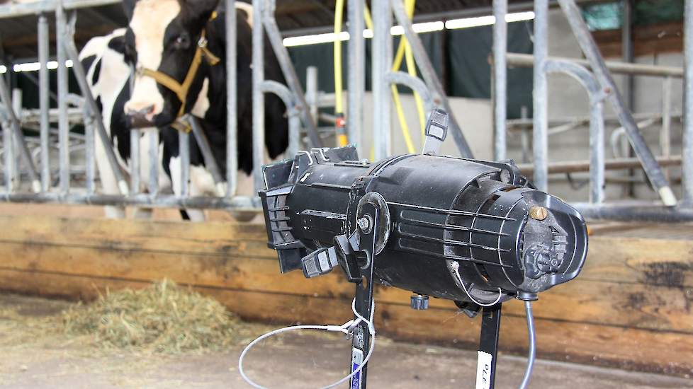 Na de laatste reeks voorstellingen, die eindigt op 30 juni in het Brabantse Best, gaat Martje 160 met pensioen. De zevenjarige koe gaat nu nog heel Nederland door in een trailer, maar zal over twee weken worden gestald op een zorgboerderij.