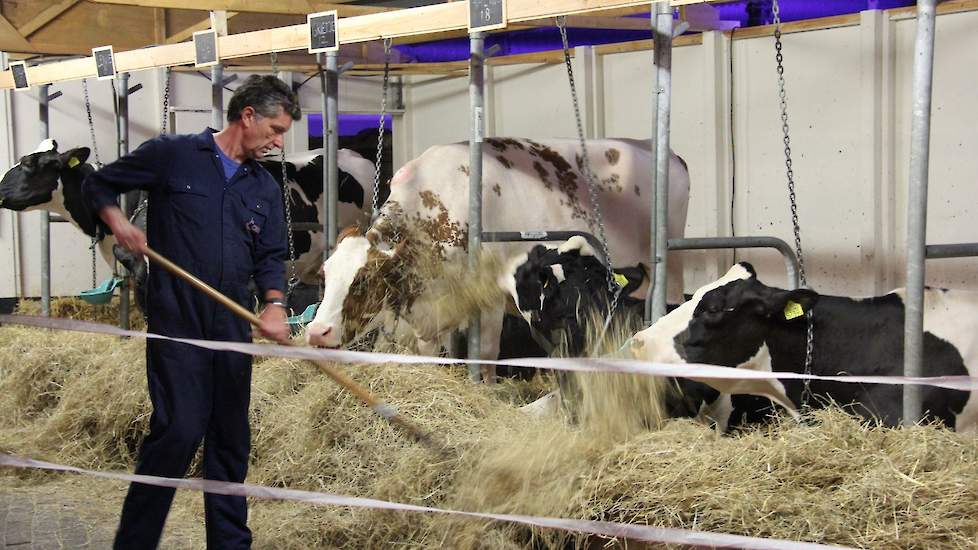 De koeien komen uit de stal van Gerrit Lammers (foto). Lammers speelt ook de boerenknecht van de familie en is een figurant met een aantal zinnen tekst.