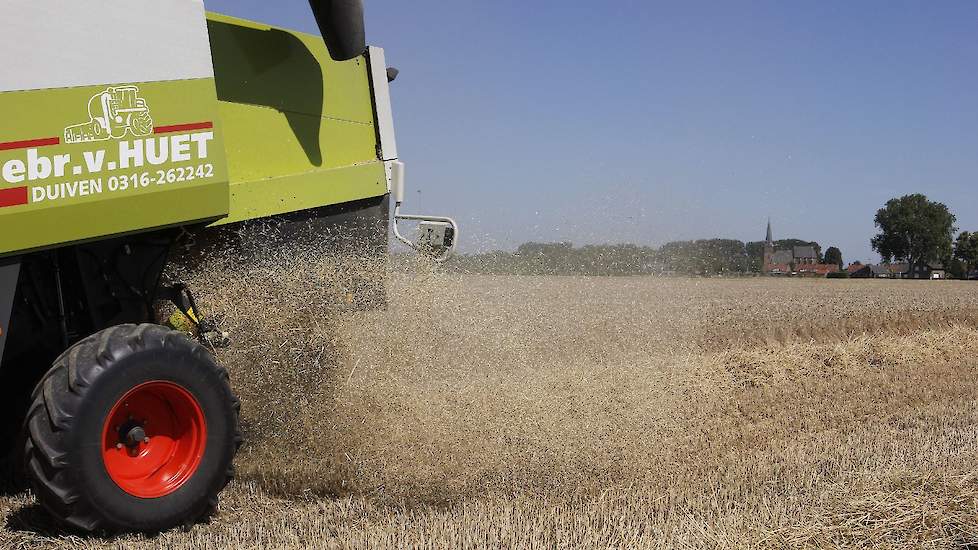 Barry Sommers oogst met de combine van loonbedrijf Gebroeders van Huet uit Duiven 2,3 hectare tarwe.