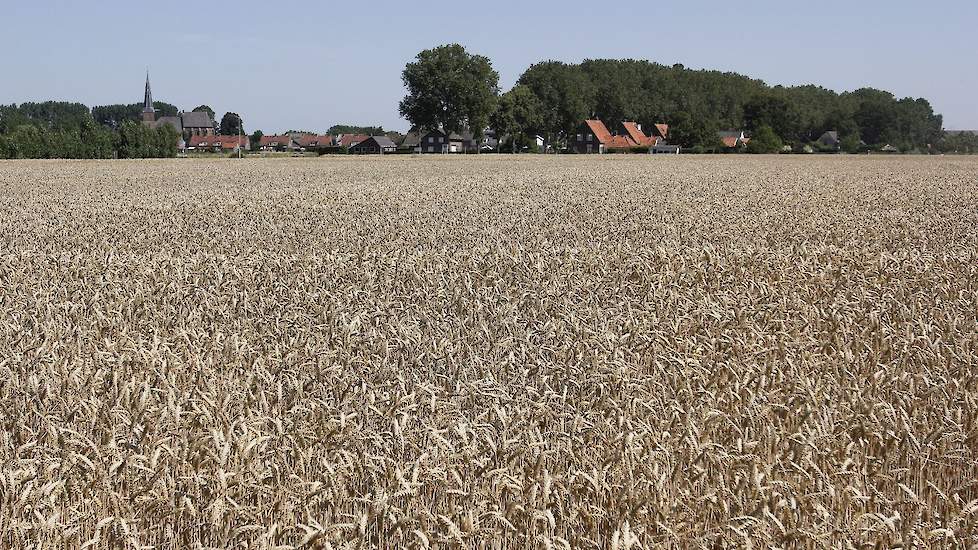 Het gewas aan de Loostraat in Aerdt is van akkerbouwer Fierkens uit Herwen.