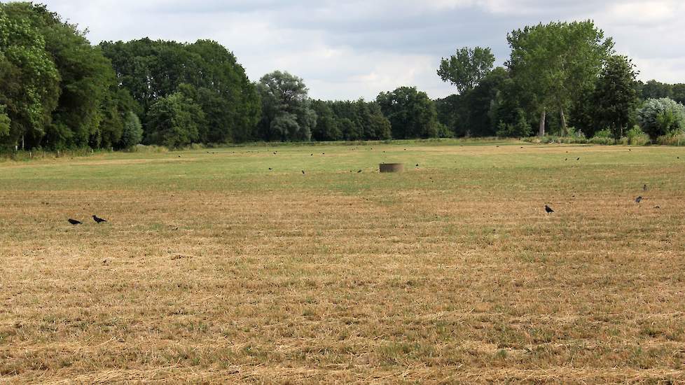 Kraaien in de Achterhoek zijn talrijk, en houden zich bezig met de vangst van emelten, volgens boeren is dat met name rond Aalten (GD) een hit.