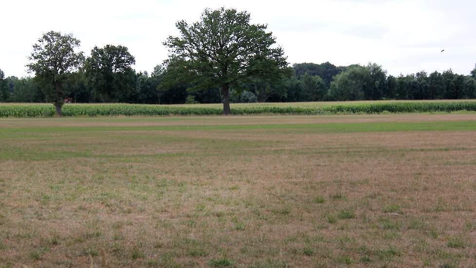 Waar niet wordt beregend, biedt een ooit groene grasmat niet slechts een geel en dor maar zelfs wit uitgeslagen beeld.