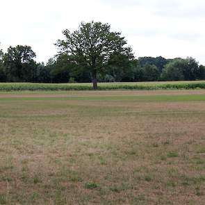 Waar niet wordt beregend, biedt een ooit groene grasmat niet slechts een geel en dor maar zelfs wit uitgeslagen beeld.