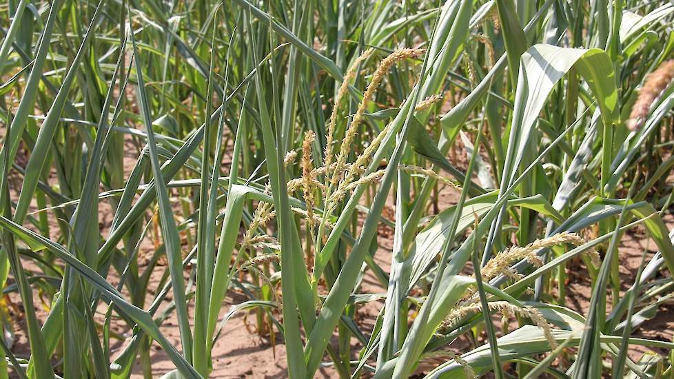 Of de maïs in de Achterhoek genoeg zal herstellen, is zeer de vraag volgens bezorgde boeren.