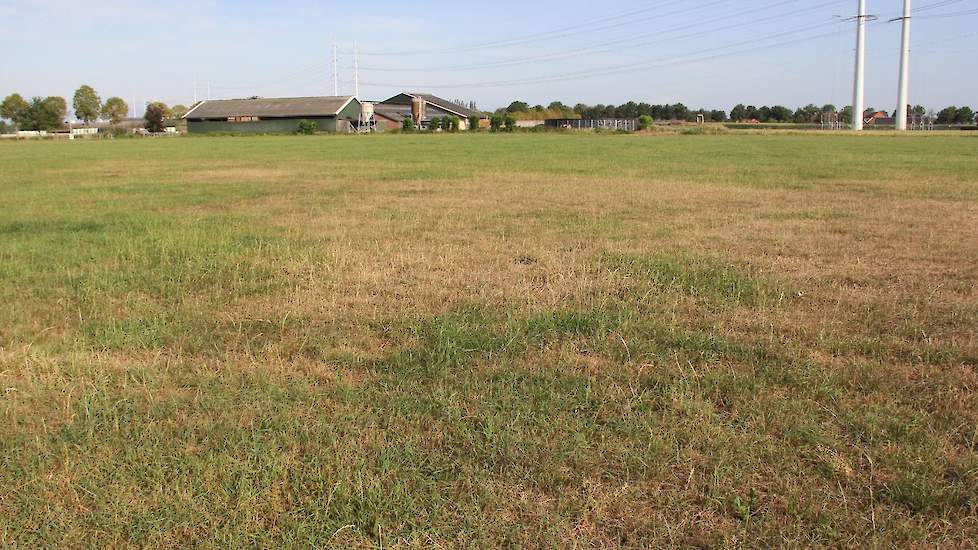 Op een onrendabele strook grasland waar het kanon net niet bij kon, is zichtbaar wat extreme hitte en droogte doen. Zijn 5 hectare maïs in Silvolde heeft Kroezen twee keer beregend en staat er volgens de melkveehouder goed bij.