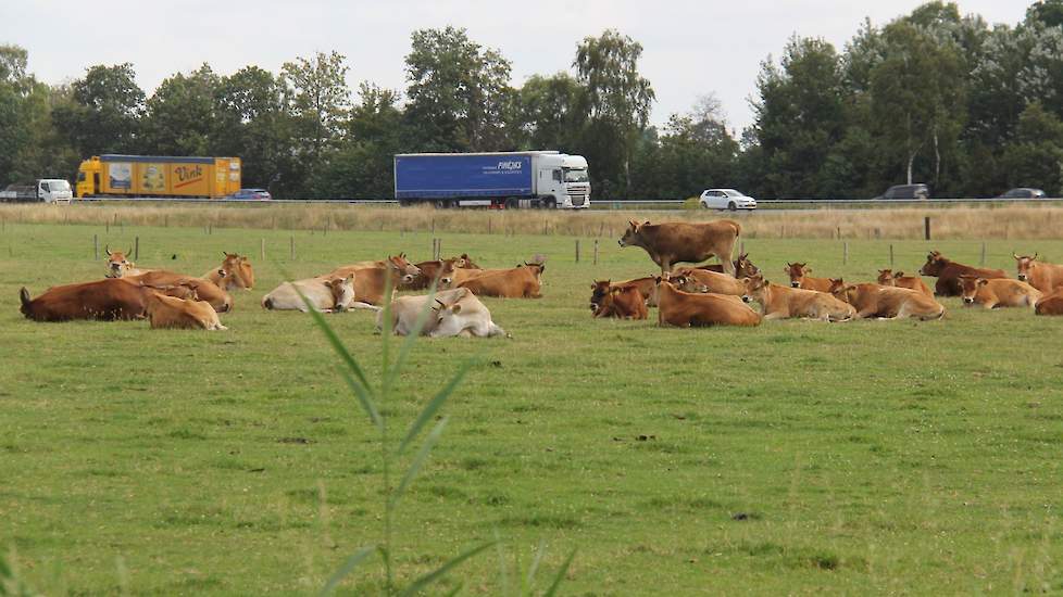 In Lunteren op de Veluwe viel er nog wel wat regen zodat het vee er tevreden kan liggen.