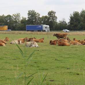 In Lunteren op de Veluwe viel er nog wel wat regen zodat het vee er tevreden kan liggen.