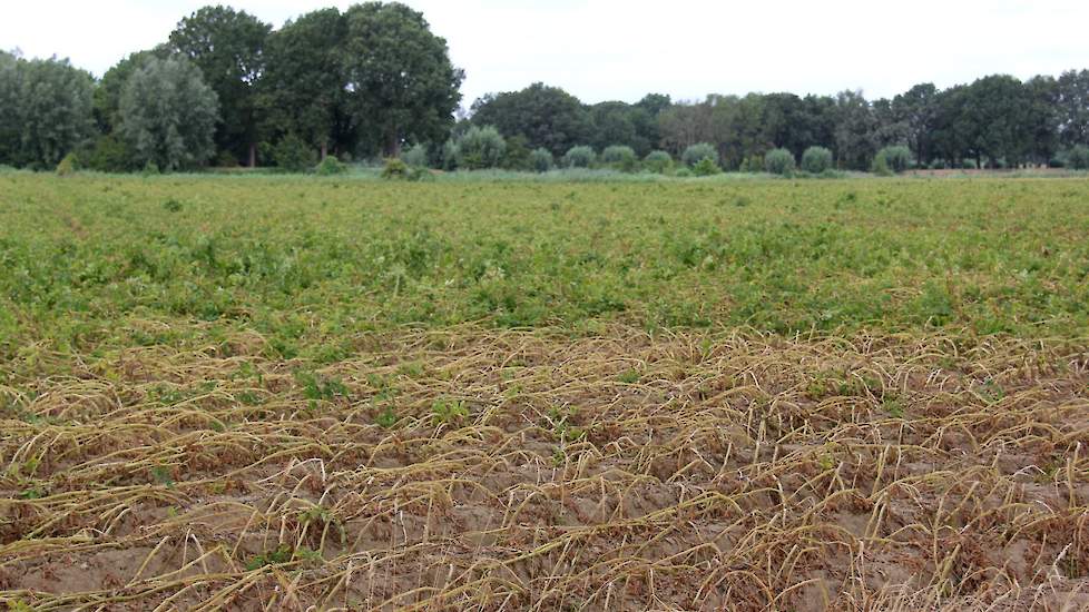 Een perceel aardappelen bij Doesburg (GD) laat een wisselend beeld zien; enerzijds is het loof gaan liggen, anderzijds zijn grote gedeeltes nog dicht.