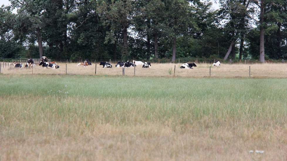 Bij Hummelo moet vee dat buiten is het doen met weinig. Van een groene grasmat is bepaald geen sprake.