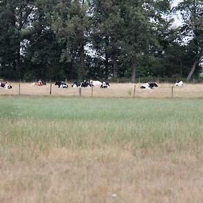 Bij Hummelo moet vee dat buiten is het doen met weinig. Van een groene grasmat is bepaald geen sprake.