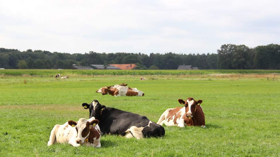 Melkveehouder Henk Nusselder tussen Hummelo en Doetinchem (GD), bij de Kruisbergse bossen, heeft zichtbaar beregend.