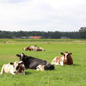 Melkveehouder Henk Nusselder tussen Hummelo en Doetinchem (GD), bij de Kruisbergse bossen, heeft zichtbaar beregend.