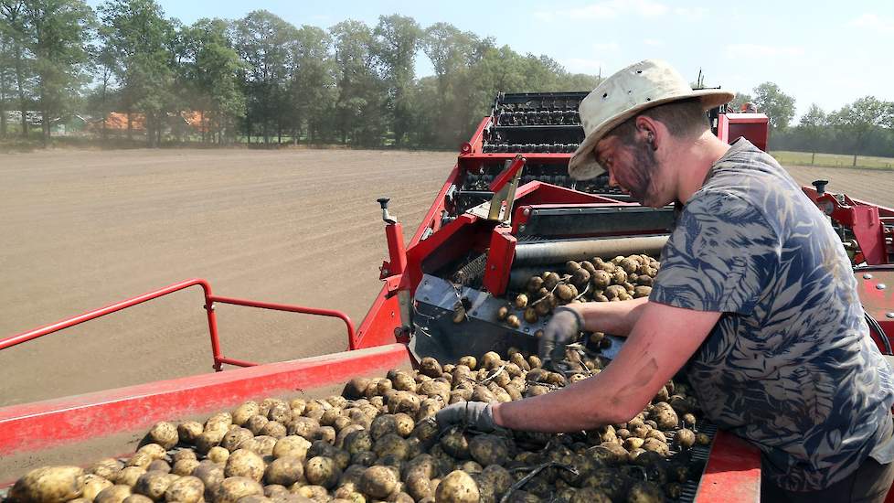 Het is behoorlijk groot pootgoed, met aardappelen tot wel 75 millimeter. Op het land blijft het stoffig, is ook te zien aan het gekleurde gezicht van de medewerker van Snijders.