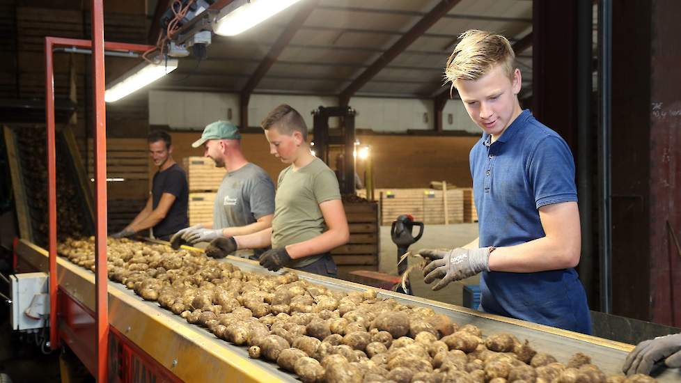 Hij kon op een kleine 100 hectare beregenen, waaronder het perceel met Jaerla. Grote aardappelen, is ook te zien op de band, waar jonge medewerkers het pootgoed sorteren. Ook al is de opbrengst qua tonnen niet goed dit jaar, Snijders is positief gestemd o