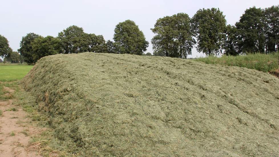 De graskuil van de derde snede bevat volgens Looman 2 ton drogestof per hectare. „Maar na drie keer beregenen, en het gras staat al ruim twee maanden, houdt dat dus bepaald niet over.”