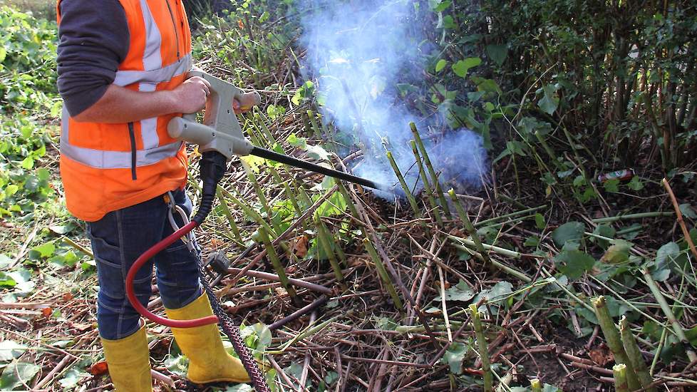 Japanse duizendknoop wordt bestreden met de Rootwave-methode. Deze methode komt uit Engeland en wordt hier voor het eerst toegepast in Nederland.