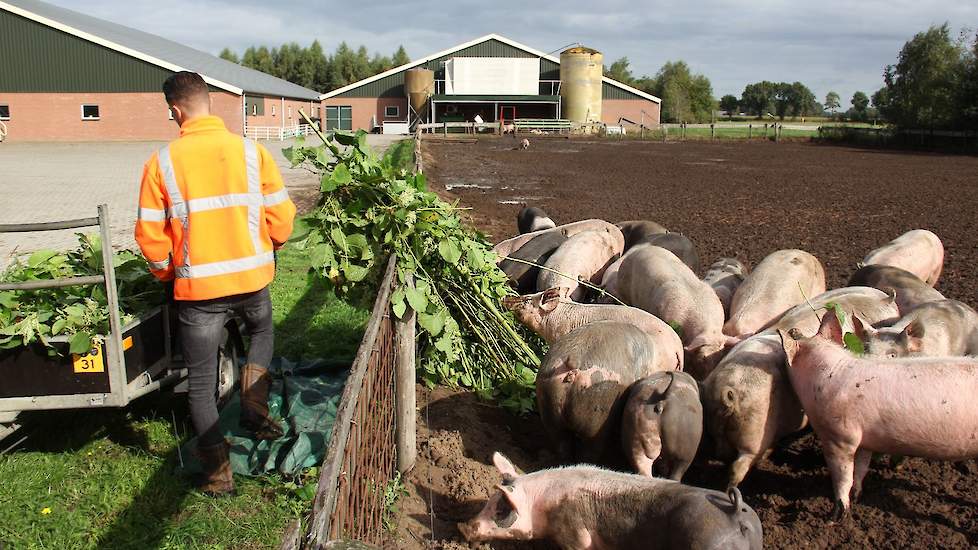 Voor de proef gaat het loof en het bovenste deel van de stengel naar de buitenvarkens van Erik Stegink in Loo bij Bathmen (OV), die samen met ForFarmers onderzoekt wat de voederwaarde is. De varkens zijn er ogenschijnlijk blij mee.