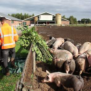 Voor de proef gaat het loof en het bovenste deel van de stengel naar de buitenvarkens van Erik Stegink in Loo bij Bathmen (OV), die samen met ForFarmers onderzoekt wat de voederwaarde is. De varkens zijn er ogenschijnlijk blij mee.