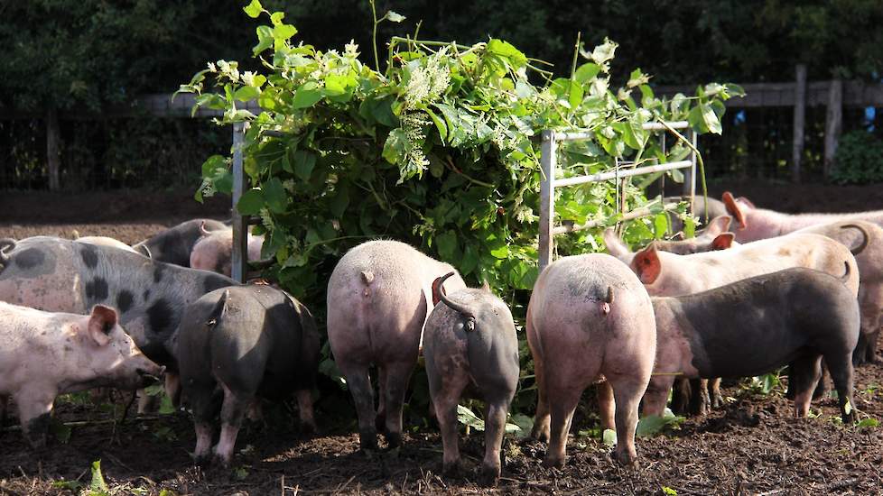 LTO Salland heeft ook een oproep gedaan aan boeren wie er nog meer Japanse duizendknoop zou willen voeren. Voor koeien is het volgens projectleider Mariska Herrigel ongeschikt. Varkens kunnen het vreten. Wel moet ook nog worden bezien of het zaad kan kiem