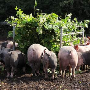 LTO Salland heeft ook een oproep gedaan aan boeren wie er nog meer Japanse duizendknoop zou willen voeren. Voor koeien is het volgens projectleider Mariska Herrigel ongeschikt. Varkens kunnen het vreten. Wel moet ook nog worden bezien of het zaad kan kiem